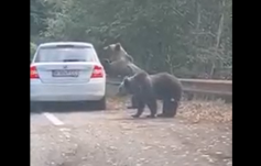 Hajszálon múlott a tragédia: turisták hergelték a medvéket a Transzfogarason