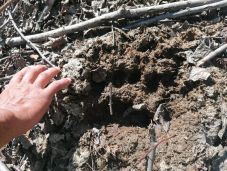 Ismét emberre támadt a medve Hargita megyében