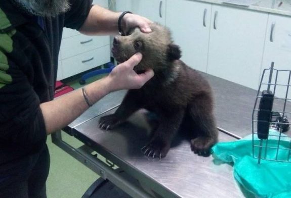Árva medvebocsokat találtak, és visszavadító központba szállították őket Hargita megyében 