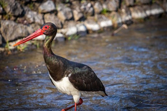 Különleges madarat fotóztak Magyarországon: emberek közelében sétál a ritka fekete gólya