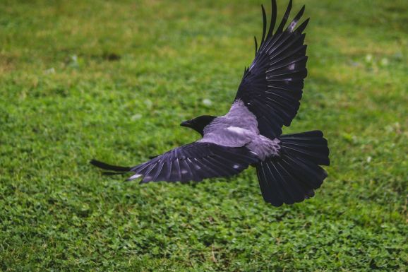 Ebben az időszakban a madarak fiókáikat védelmezik: ezt kell tennie, ha varjú támad önre