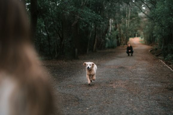 Nőtt a kutyatartók száma a karantén alatt, de sok gazda nem oltatta be kedvencét