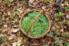 Gyulladáscsökkentő, vágyfokozó, „vitaminnal teli csemege” – tavaszi zöldek: a medvehagyma