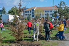 Szép és ellenálló: gyertyáncsemetéket ültettek a Föld napja alkalmából Kézdivásárhelyen