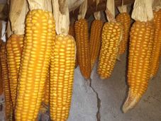 Tavaly csak Franciaországban termett több kukorica, mint nálunk