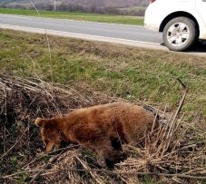 Kétéves medvét gázoltak halálra Háromszéken