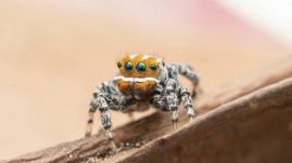 Elbűvölő pókfajt fedeztek fel Ausztráliában: narancssárga arcával bohóchalra emlékeztet