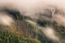 Erdőgazdálkodási támogatásokat hagyott jóvá a kormány