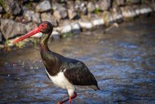 Különleges madarat fotóztak Magyarországon: emberek közelében sétál a ritka fekete gólya