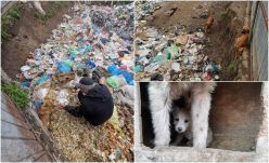 Több mint 25 ebet zártak zsákokba és dobtak egy szemétgödörbe állatkínzók