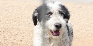 Négy városban építtet kutyamenhelyeket a Bihar megyei tanács