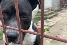 Éhező, szomjazó kutyákat mentett meg az állatrendőrség