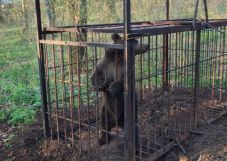 Elszállították a Marosvásárhelyen garázdálkodó fiatal medvét