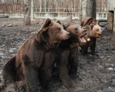 Rossz körülmények: felújítás miatt elköltöztetik a temesvári állatkert lakóit
