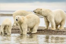 A jegesmedvék kezdenek rászokni a madártojásra