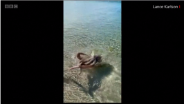 Polip támadott egy fürdőzőre Ausztráliában, videó is készült