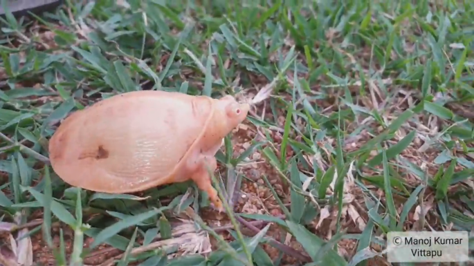 Lencsevégre kaptak egy albínó teknőst