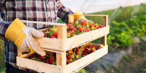 Eperszedők dicsérete