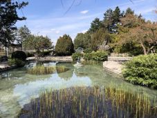 Mérgezés miatt kipusztultak a halak a budapesti városligeti tóban