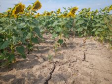 Több mint 300 ezer hektárt sújtott az aszály a hivatalos adatok szerint