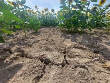 Eddig közel 352 ezer hektár termőterületet sújtott az aszály