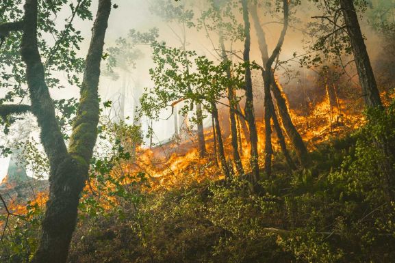 Szinte megkétszereződött a leégett fák mennyisége a világon