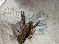 Mintegy 17 ezer kecskerákot találtak a magyar pénzügyőrök egy román kamionban