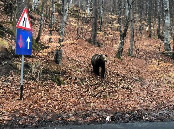 Háromszéken aggasztóan megnőtt a medvetámadások száma