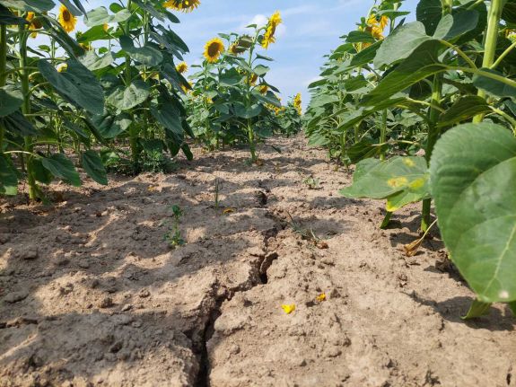 Naponta szinte 30 ezer hektárral nő az aszály sújtotta termőföldek területe Romániában