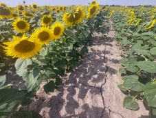 Már több mint 400 ezer hektár termőterületet sújtott az aszály