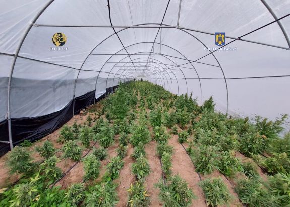 Profi vadkendertermesztőket és drogkereskedőket fogtak el Bihar megyében