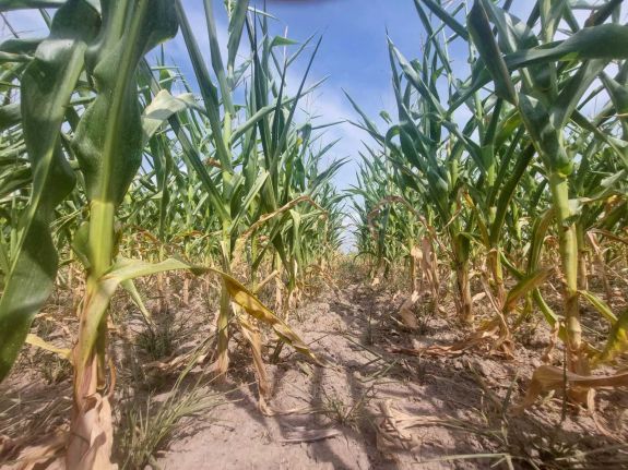 Mintegy 430 ezer hektárnyi vetés pusztult el az aszály miatt