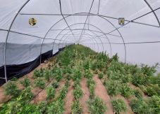 Profi vadkendertermesztőket és drogkereskedőket fogtak el Bihar megyében