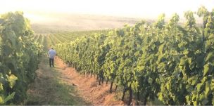 A szőlőtermést is megtizedelte az aszály