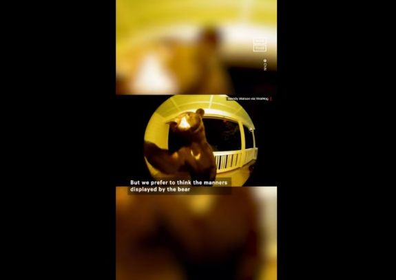 Egy családhoz becsengetett, egy másikhoz hívatlanul besétált a medve