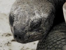 Vizsgálat indult négy galápagosi óriásteknős megölése miatt Ecuadorban