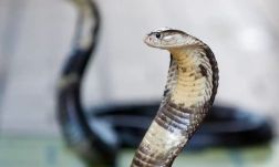 Csaknem 2500 veszélyes vadállatot tartanak otthonaikban az angolok