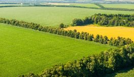 Magánszemélyek is kaphatnak állami támogatást fás védősávok telepítésére