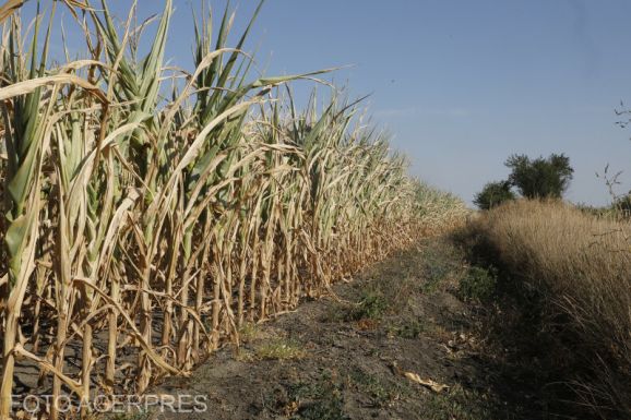 Maros megye: több ezer hektárnyi termés mehet tönkre a szárazság miatt