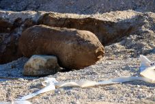 Lezárják Veszprém egy részét egy második világháborús bomba hatástalanítása miatt 