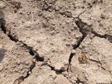 Meteorológus: egyre gyakrabban várható egyszerre hőség és szárazság