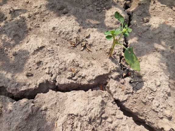 Tényként fogadják el az éghajlatváltozást a romániaiak