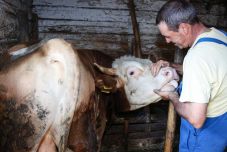 Ahol apa és fia egymás munkatársa: négy generáció egy udvaron, az állatok szolgálatában