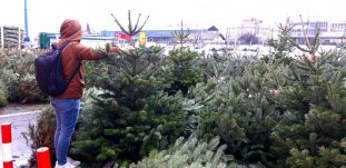 Műfenyő vagy vágott fenyő legyen a karácsonyfa? – Mutatjuk, mennyibe kerülnek