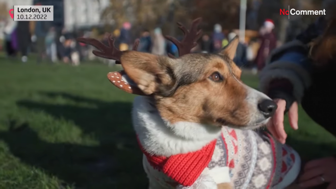 Karácsonyi pulóverbe öltöztetett corgik meneteltek London utcáin