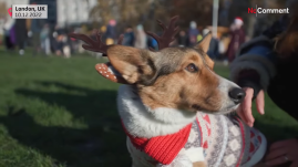 Karácsonyi pulóverbe öltöztetett corgik meneteltek London utcáin