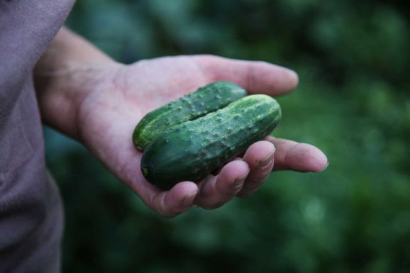 Támogatásban részesülnek a zöldségtermesztéssel foglalkozó gazdák