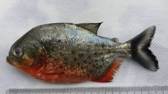 Piranhát találtak a Sebes-Körösben