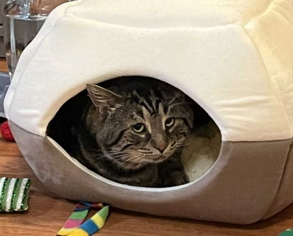 Örökbe fogadták a világ legszomorúbb arcú macskáját