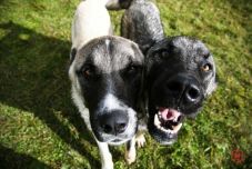 Nyakunkon a petárdaszezon – Hogyan készítsük fel rá a kutyákat?